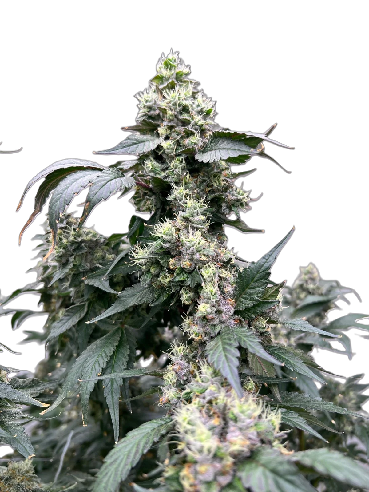 Vanilla Frosting.PNG