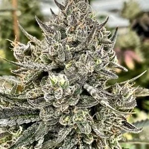 SHEETAH The Blyzzz - PHOTO