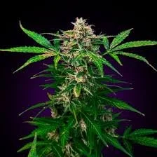 gorilla cak.jpg