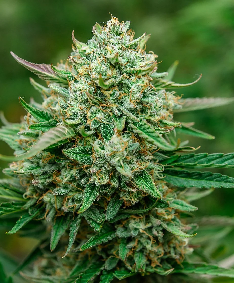 Blyzzz By The Foot - Auto