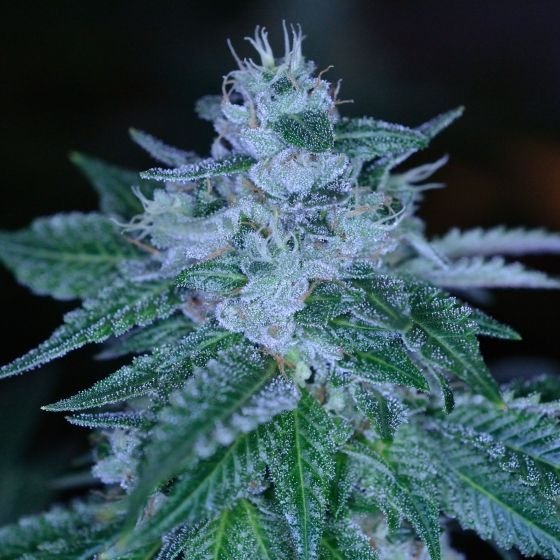 Rudeboi OG - PHOTO
