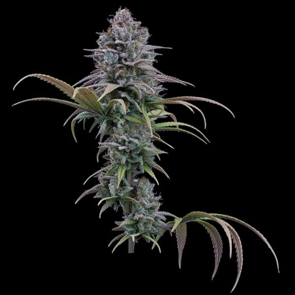 grimm-glue-cannabis-seeds-by-brothers-grimm-seeds-600x600.jpg