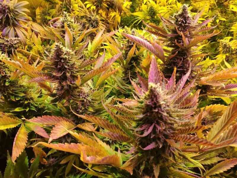 Chocolopez - PHOTO