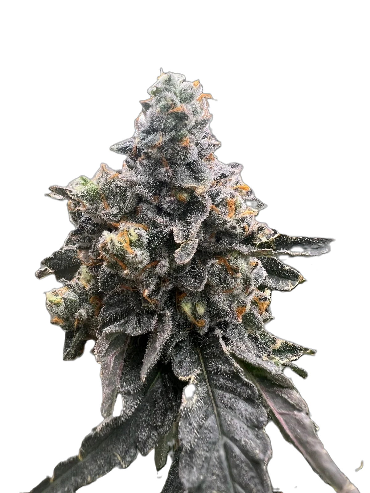 vanillafrosting 2.PNG