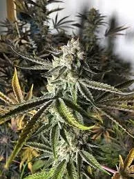 Gorilla Cake 2.jpg