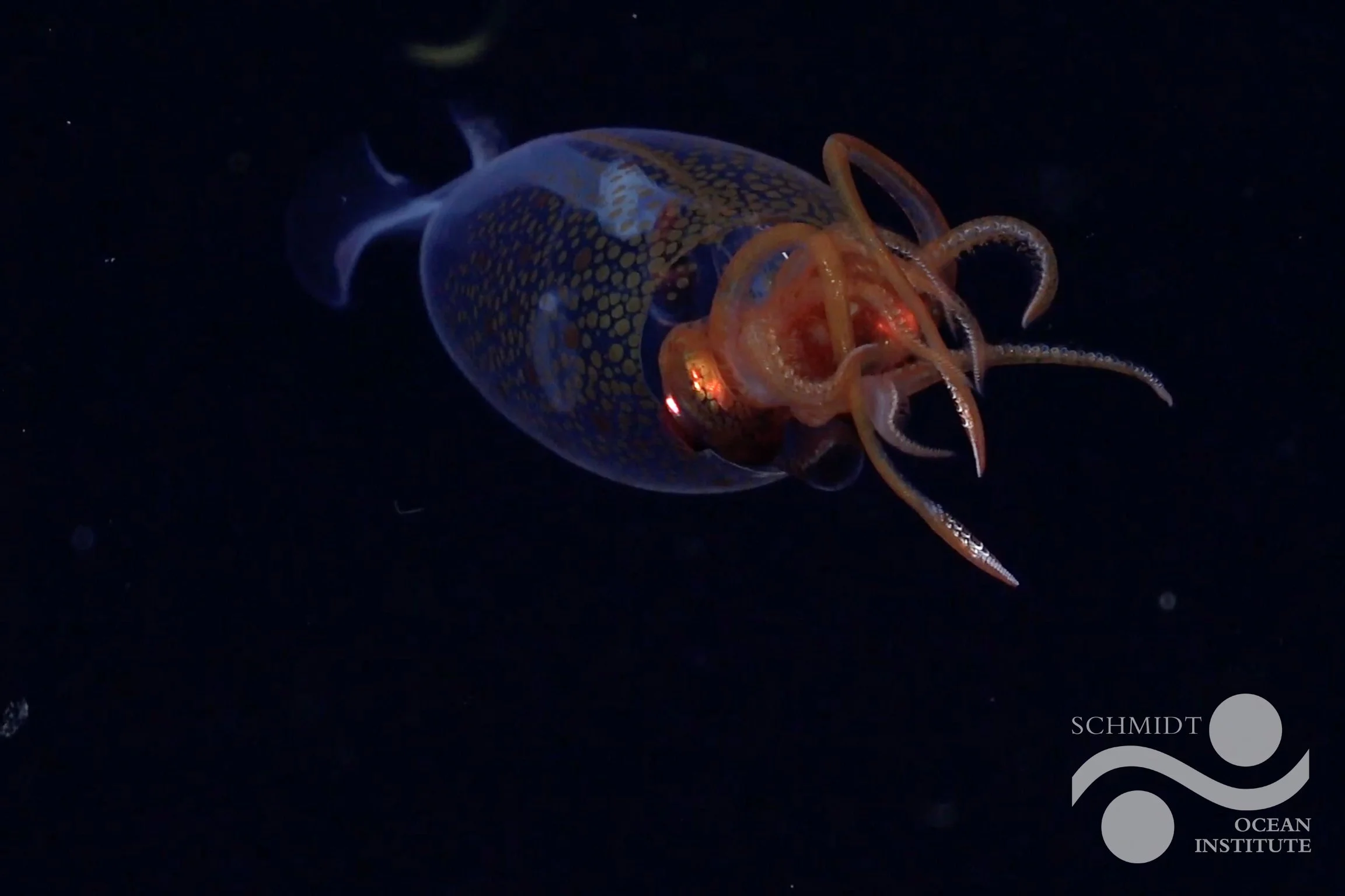 FKt250220-S0802-20250309T094828Z-Colossal_Squid-LOGO-ss_115841.jpg