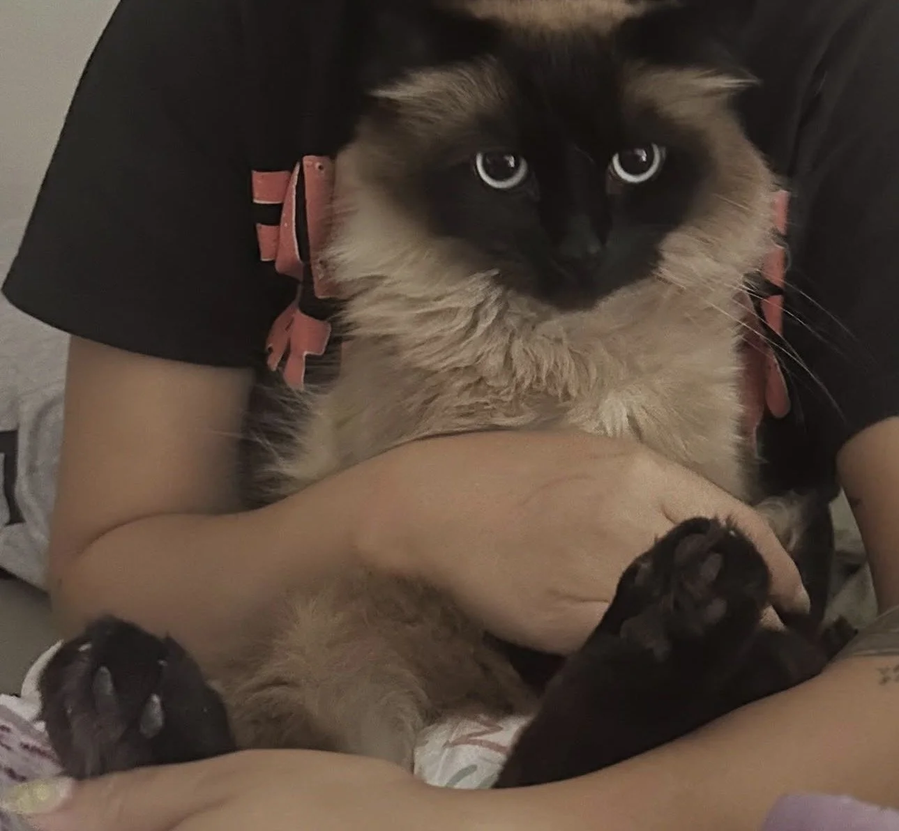 Tuna Waited Two Years. Then Someone Stopped Scrolling.