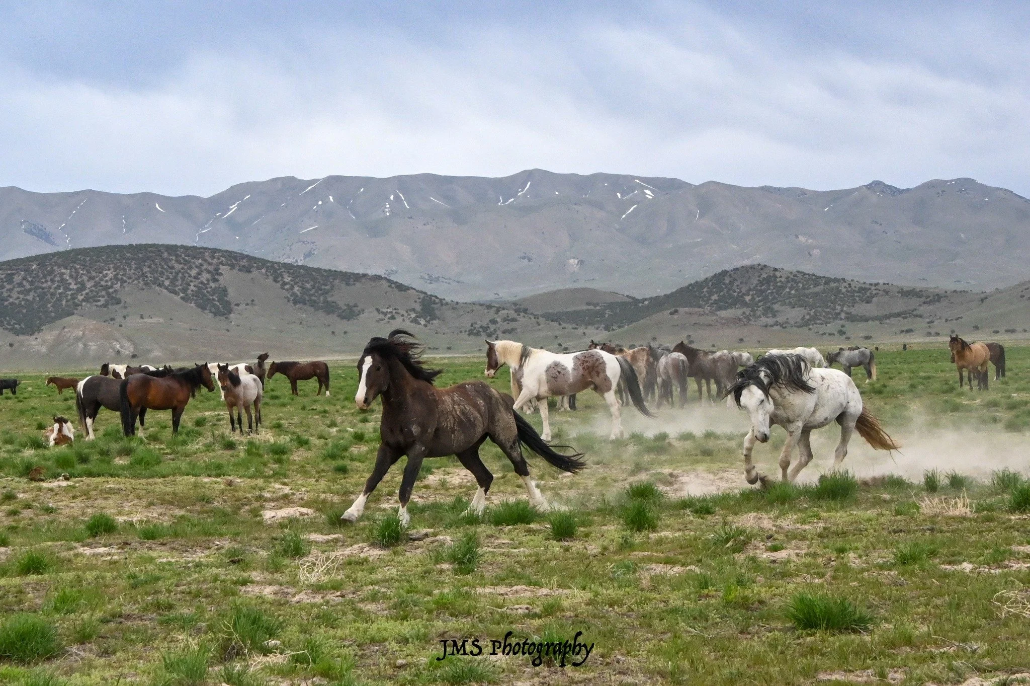 galloping.jpg