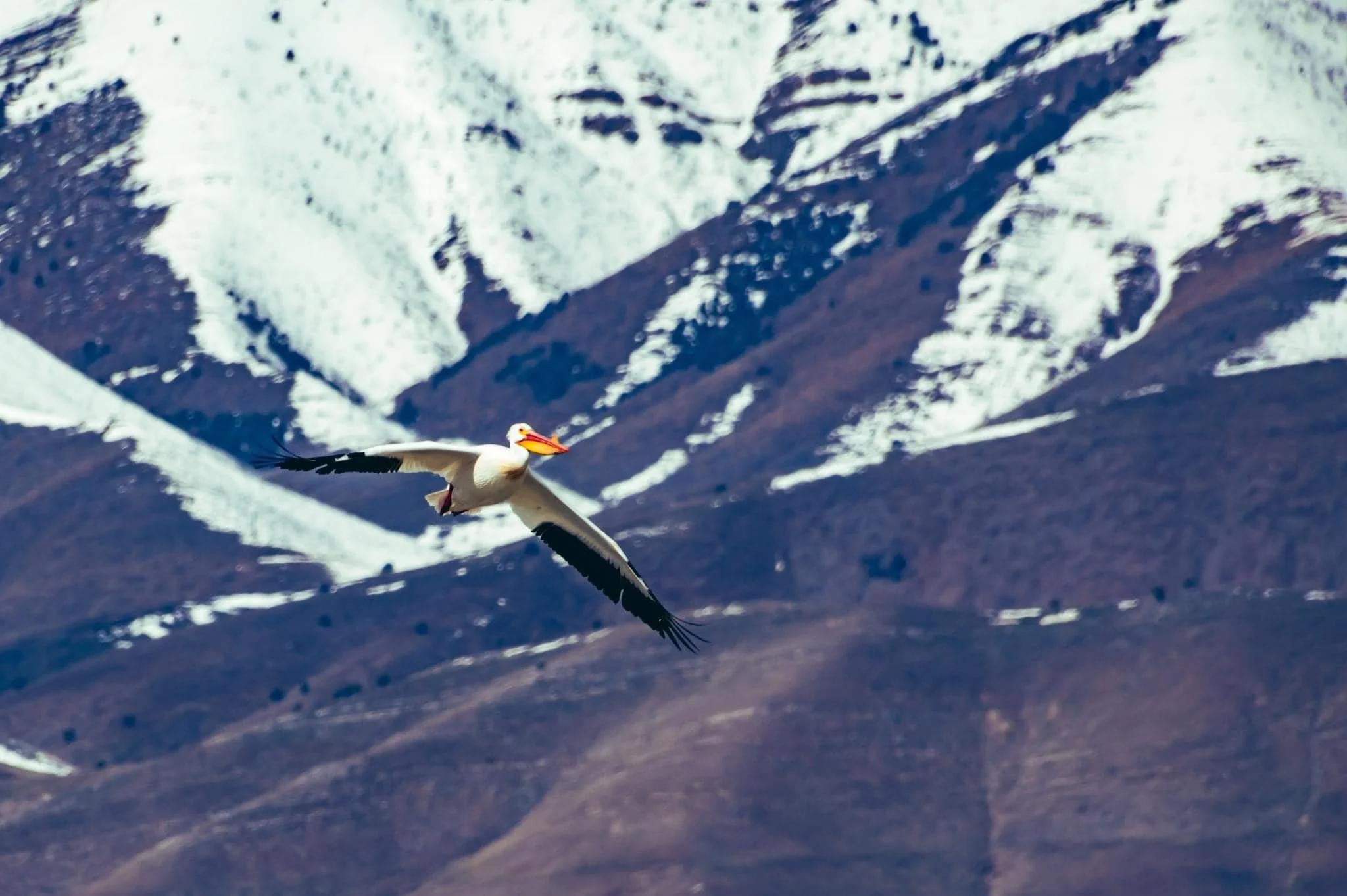 pelican.jpg
