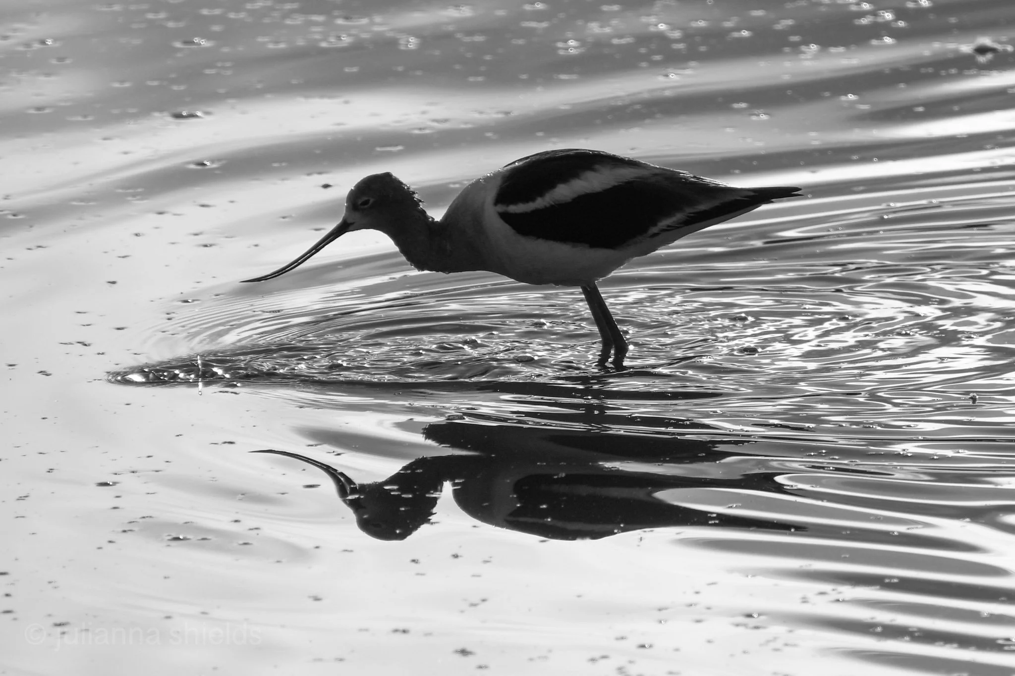 bird in water.jpg