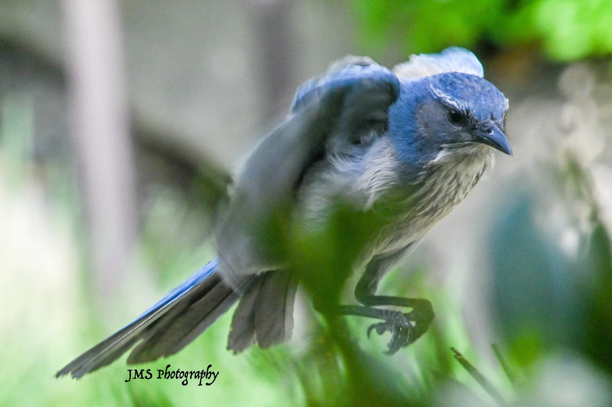 western scrub jay.jpg
