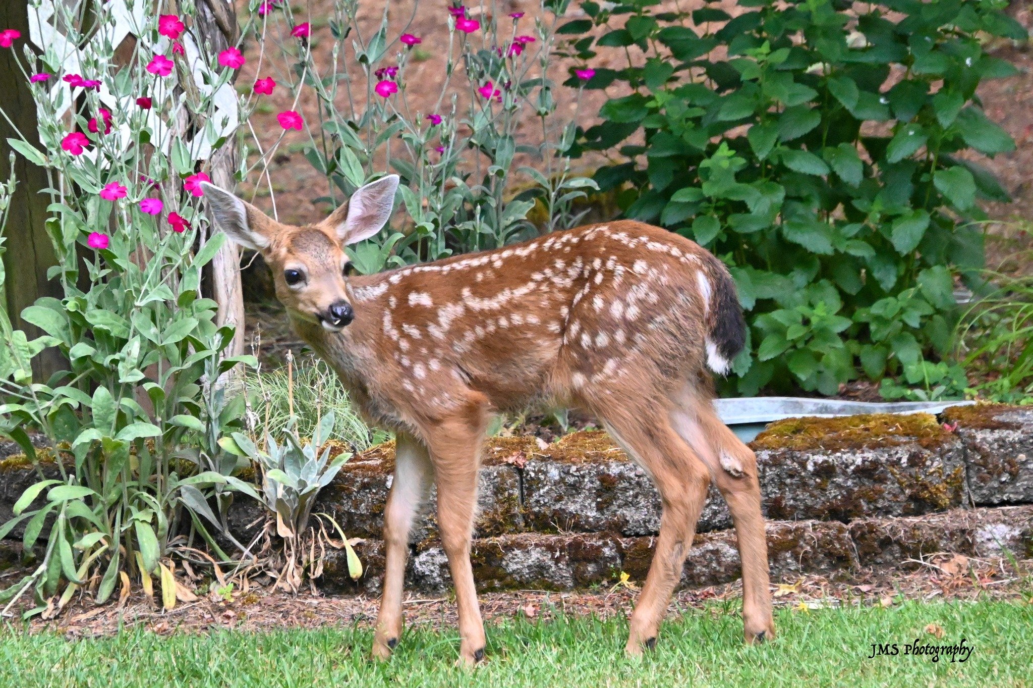 fawn.jpg
