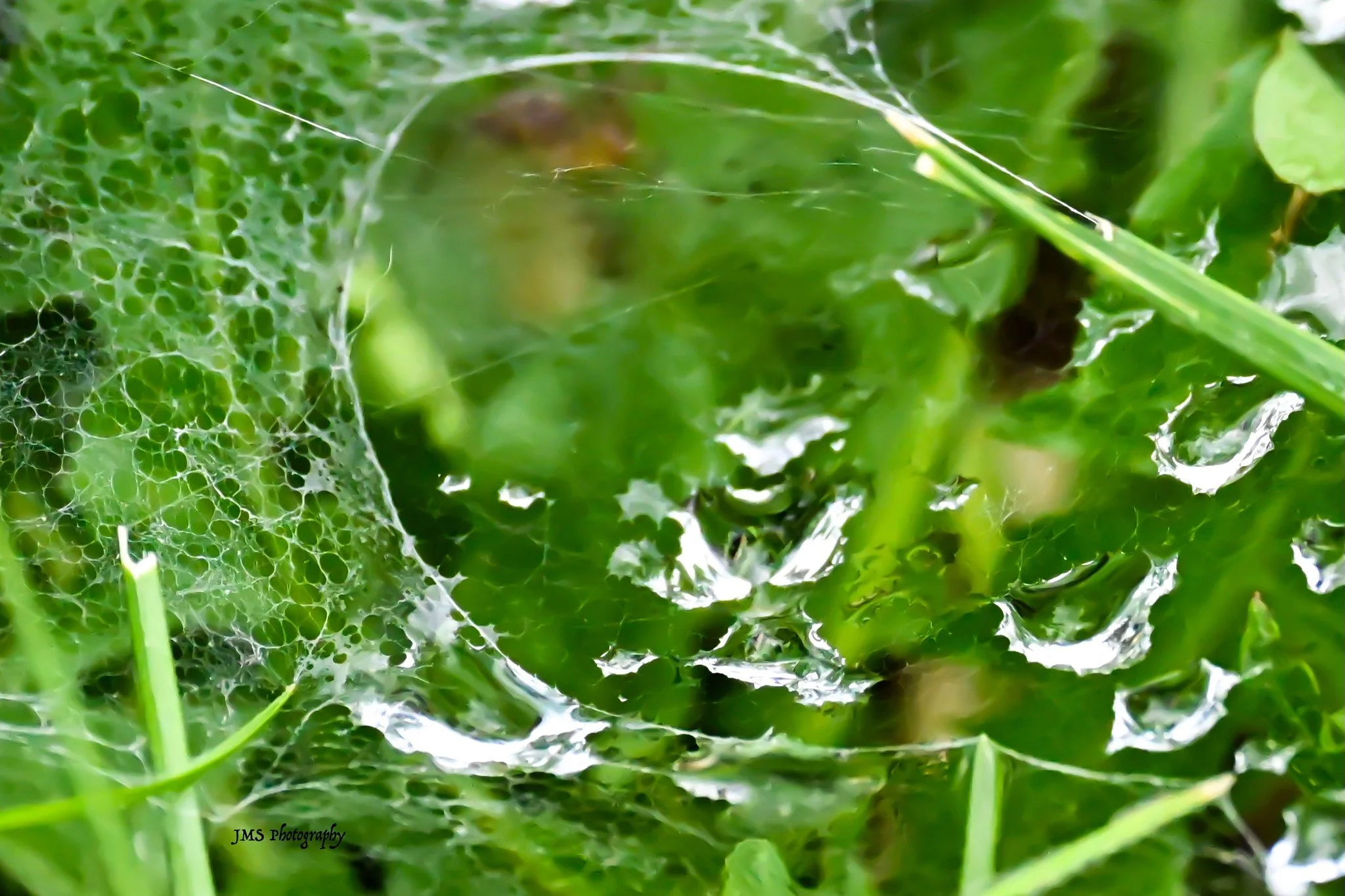 spiderweb.jpg