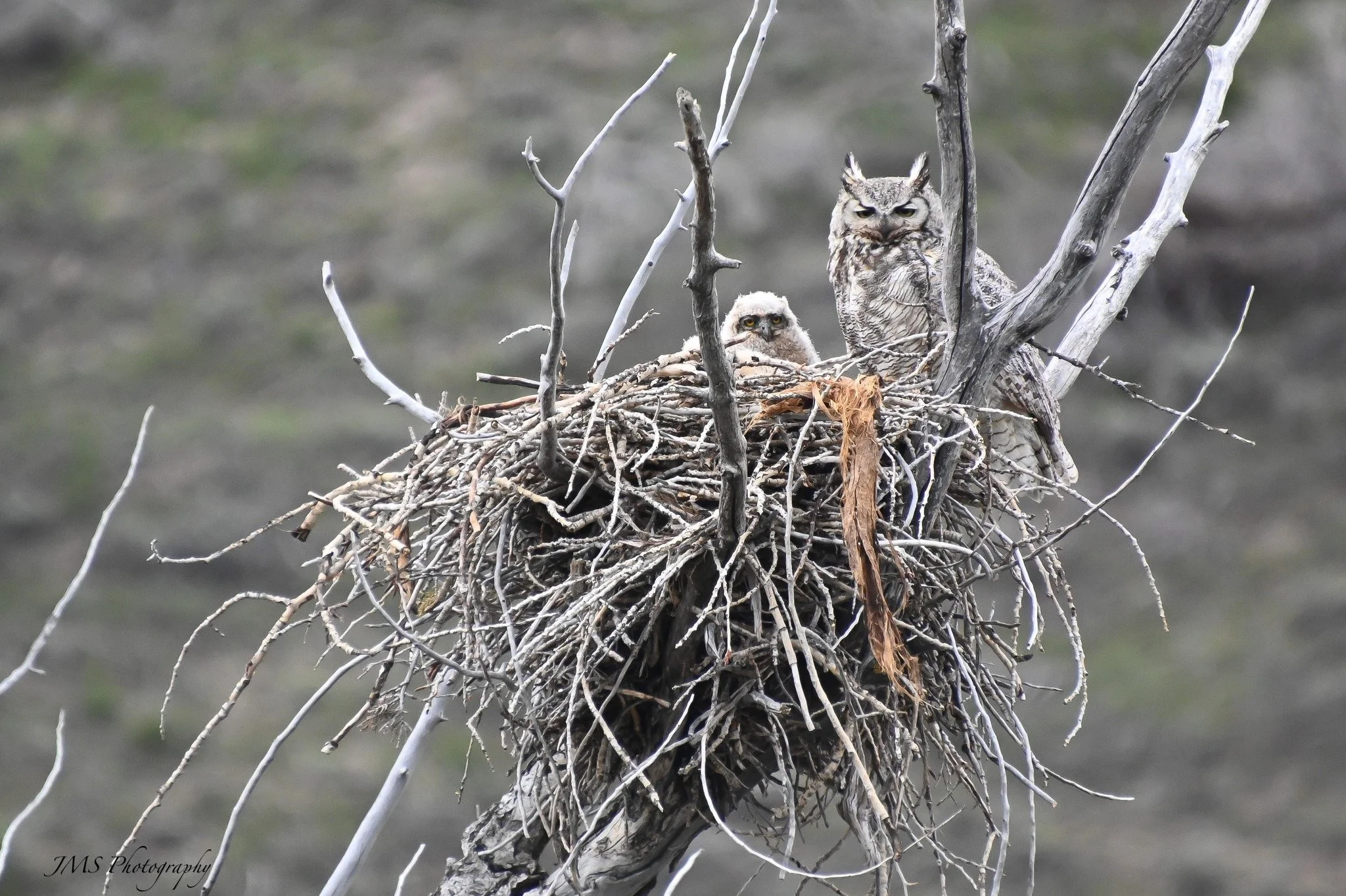 owls.jpg