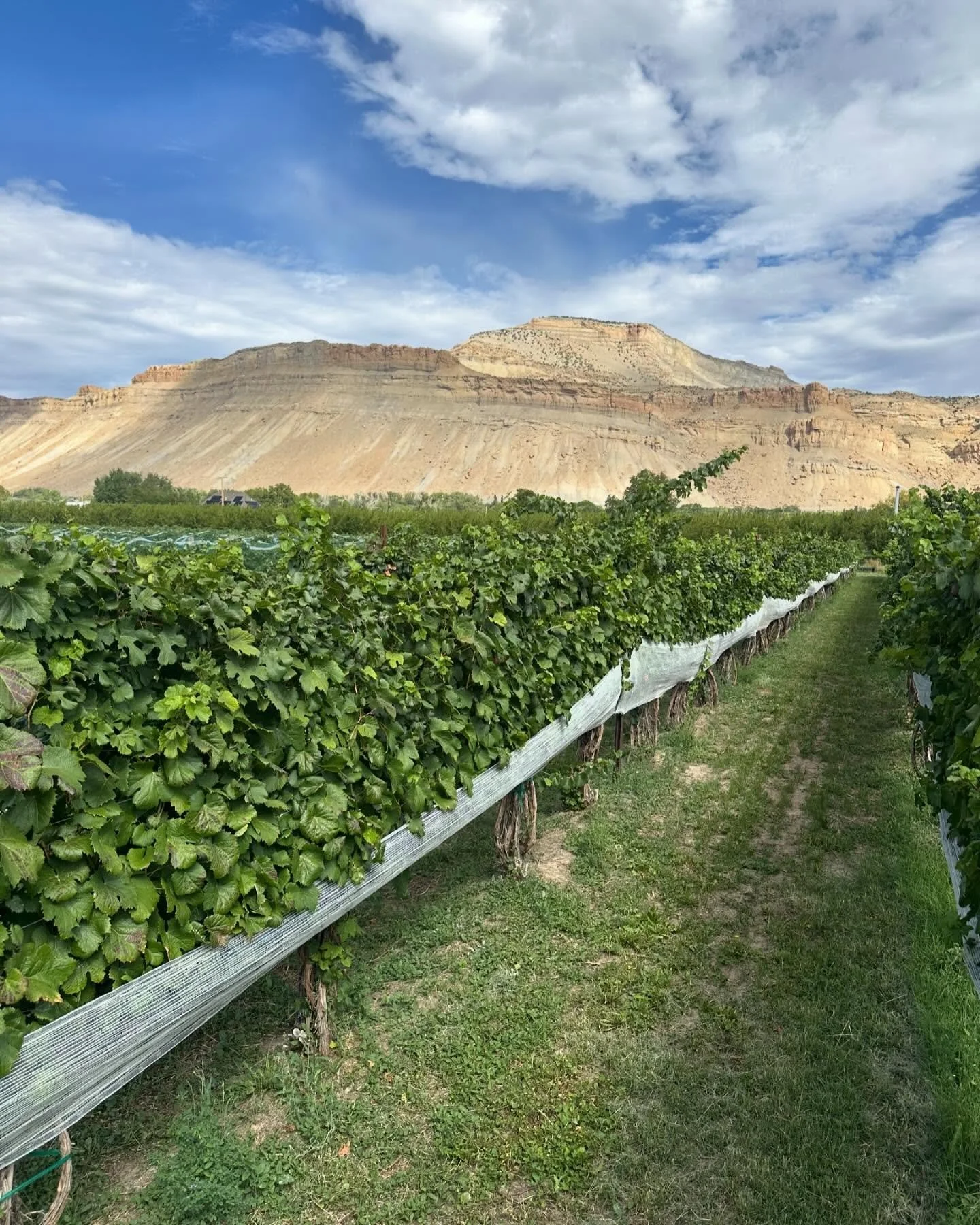 Out in the vineyards