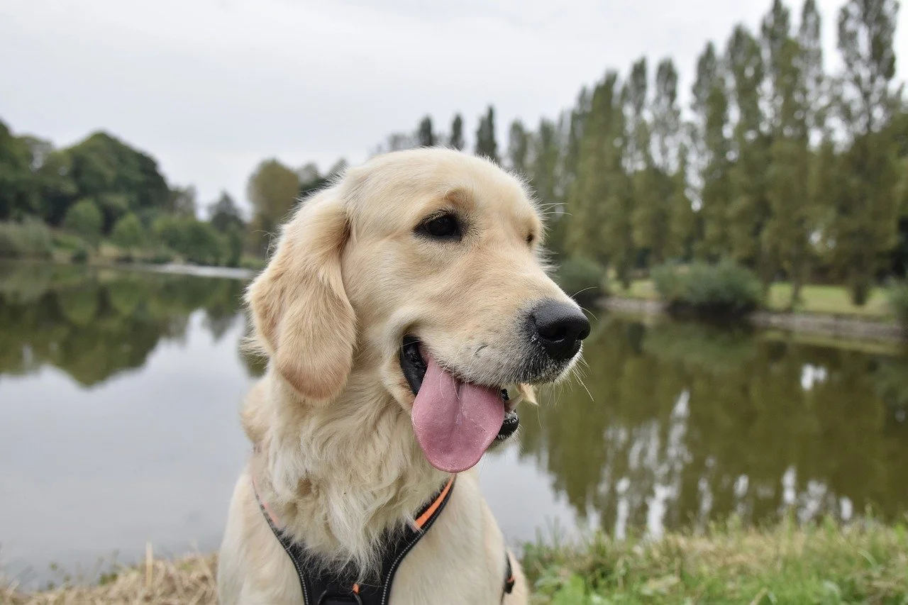 NJ Laws Regarding Service/Emotional Support Animals