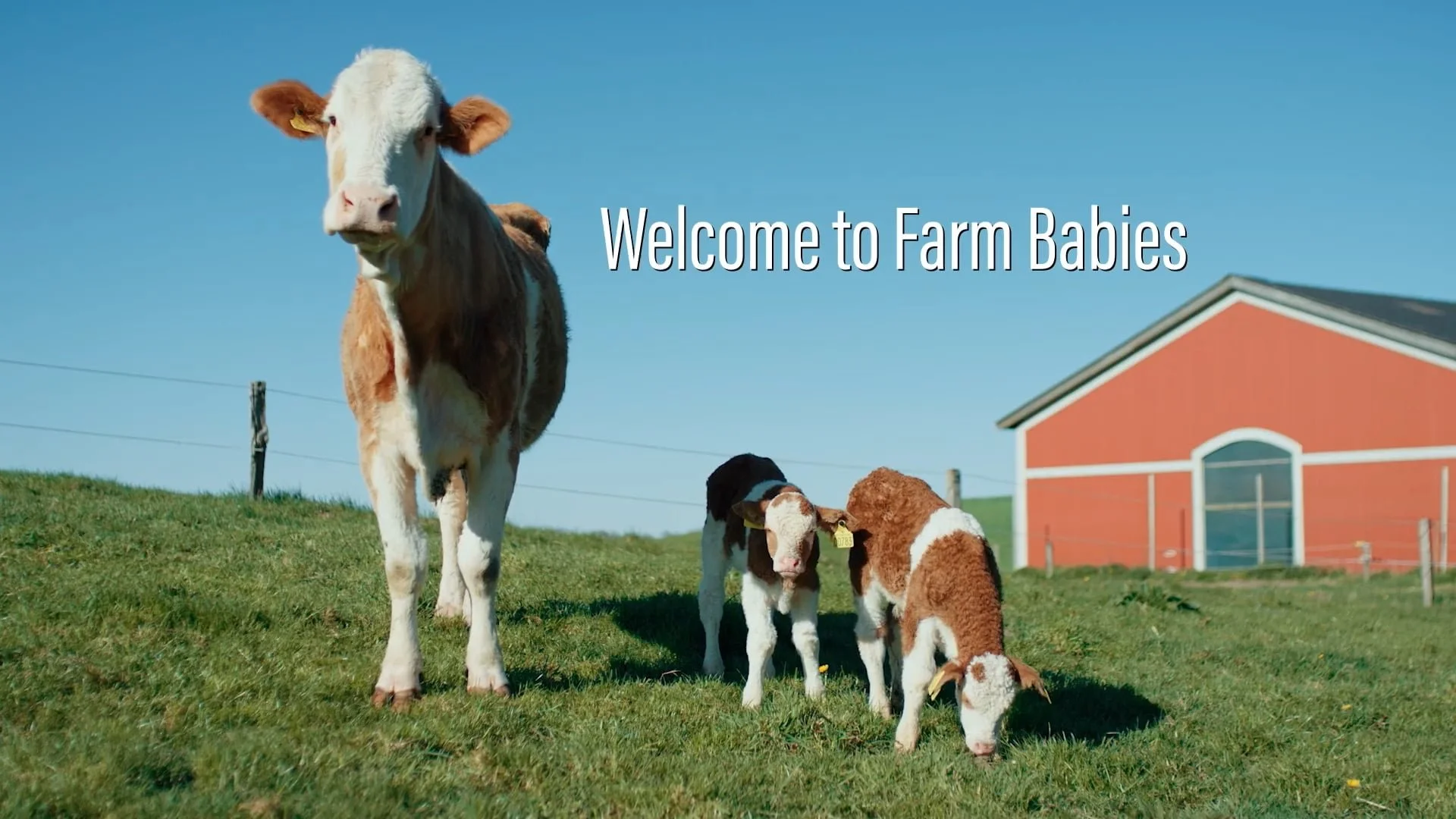 MN Zoo | Farm Babies
