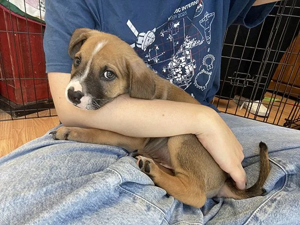 Zoe Gilmore holding a small puppy in her lap