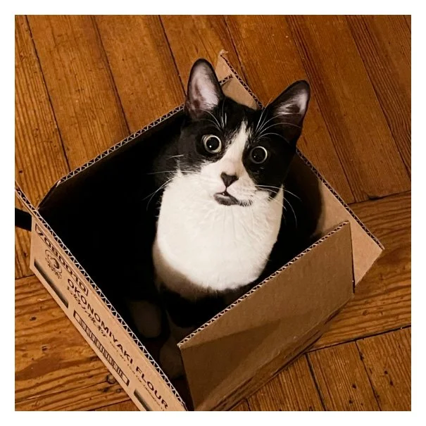 Haimeng Ge's cat, Moto, sitting in an open box and looking at the viewer.