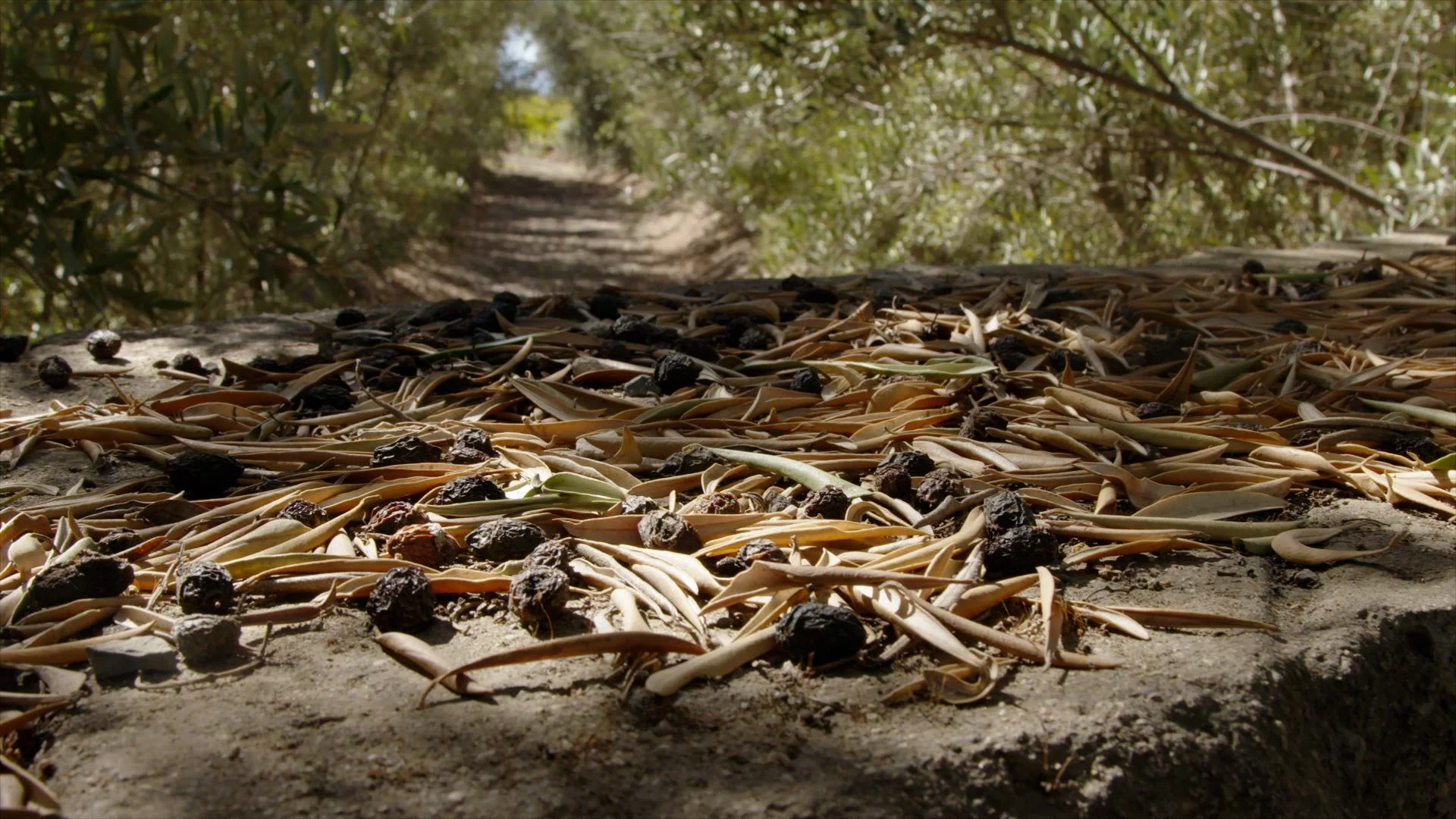 Olive Research & Education