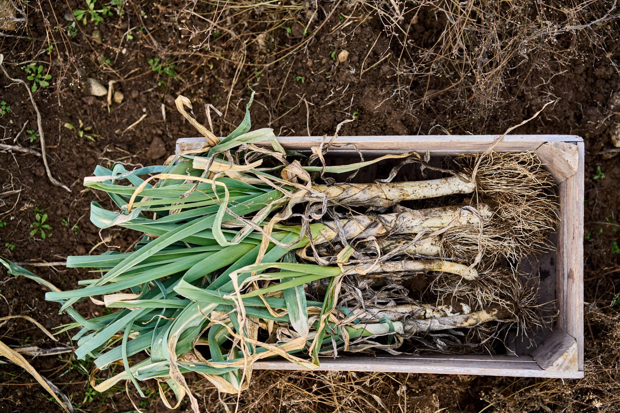 Nicht mehr frische geerntete Zwiebeln mit grünem Blatt auf Erde