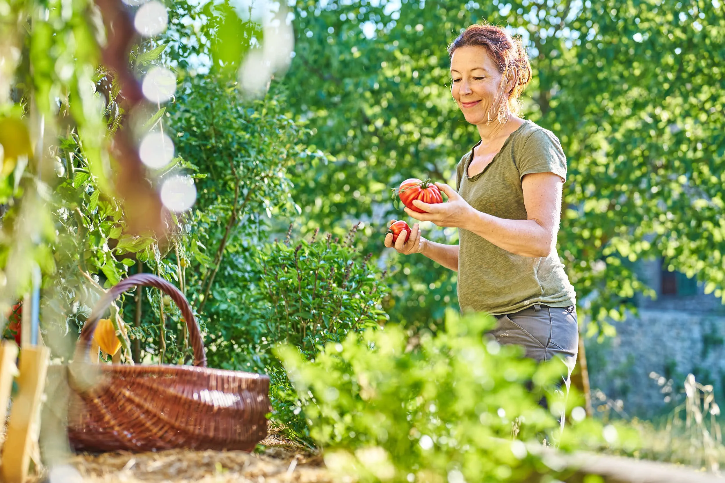 Eine Frau sammelt reife Tomaten in ihrem Garten an einem sonnigen Tag.
