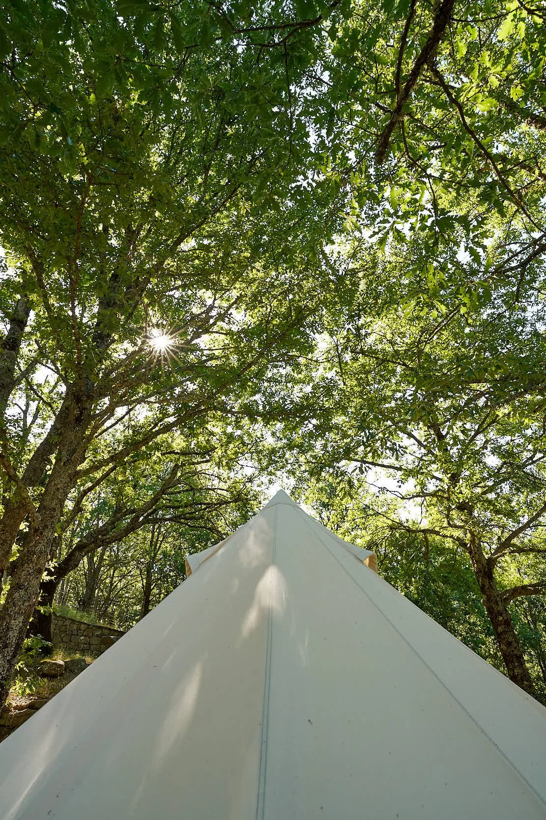 slow-farm-days-pomodoro-glamping-baeume.jpg