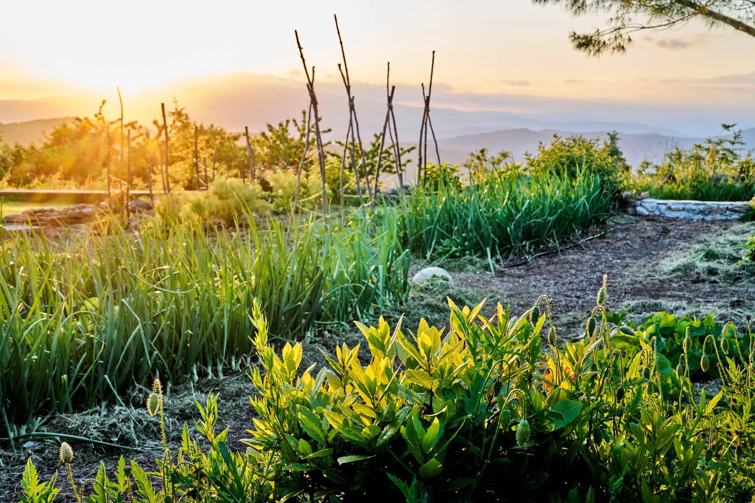 Gemüse- und Pflanzenbeete in einem Garten bei Sonnenuntergang, mit Hüttenstäben und einem weiten Blick auf die Berge im Hintergrund.