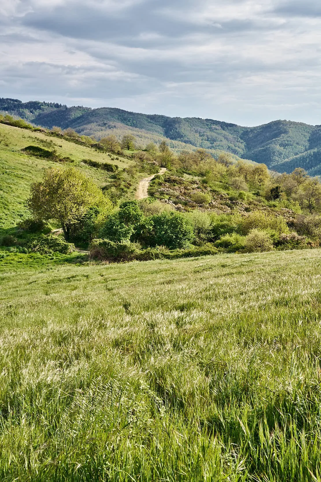 Grünes hügeliges Landschaftsbild mit Wiesen, Bäumen und Bergen im Hintergrund, bewölkter Himmel.
