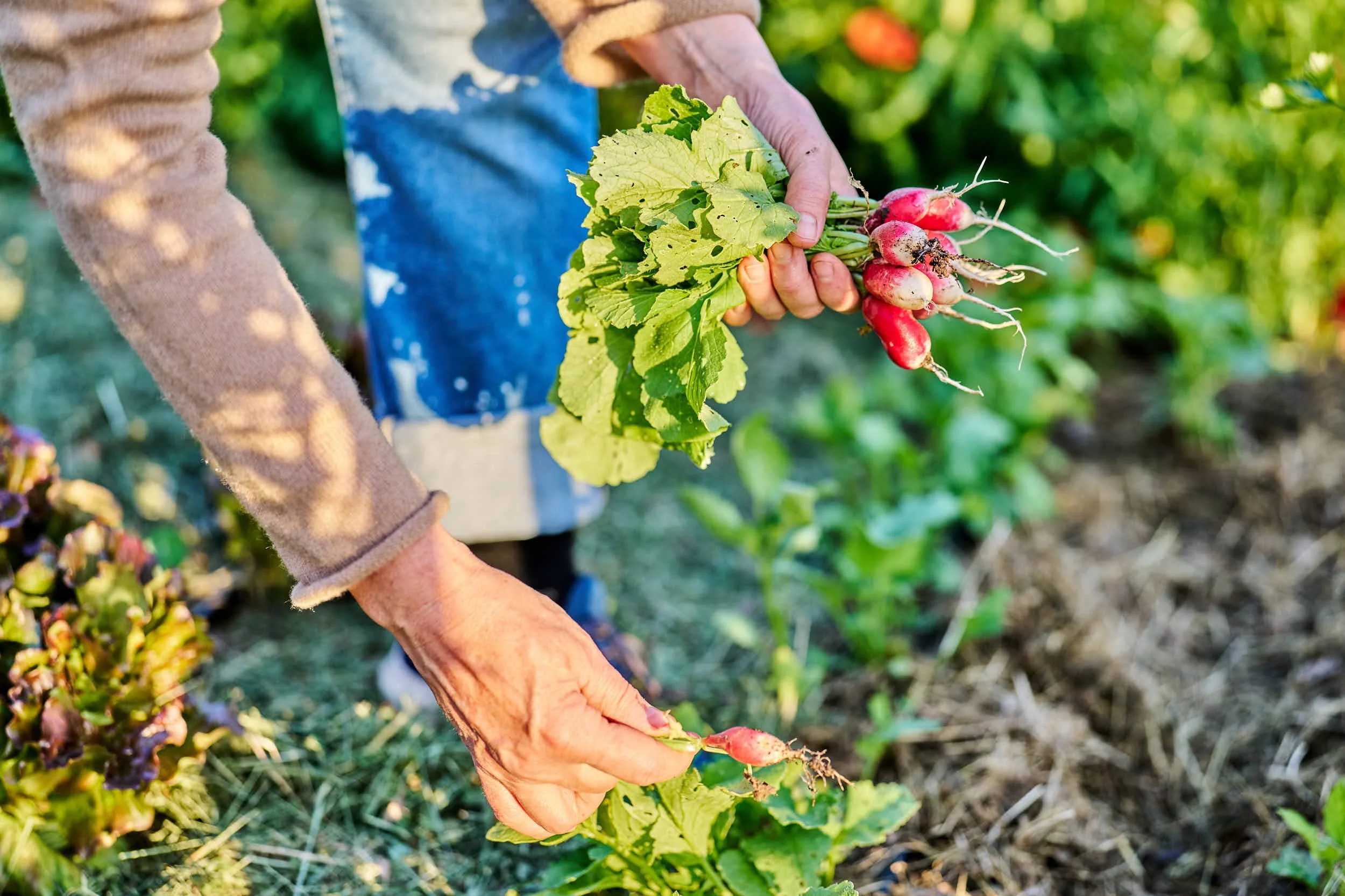 Person erntet Radieschen im Garten an einem sonnigen Tag.