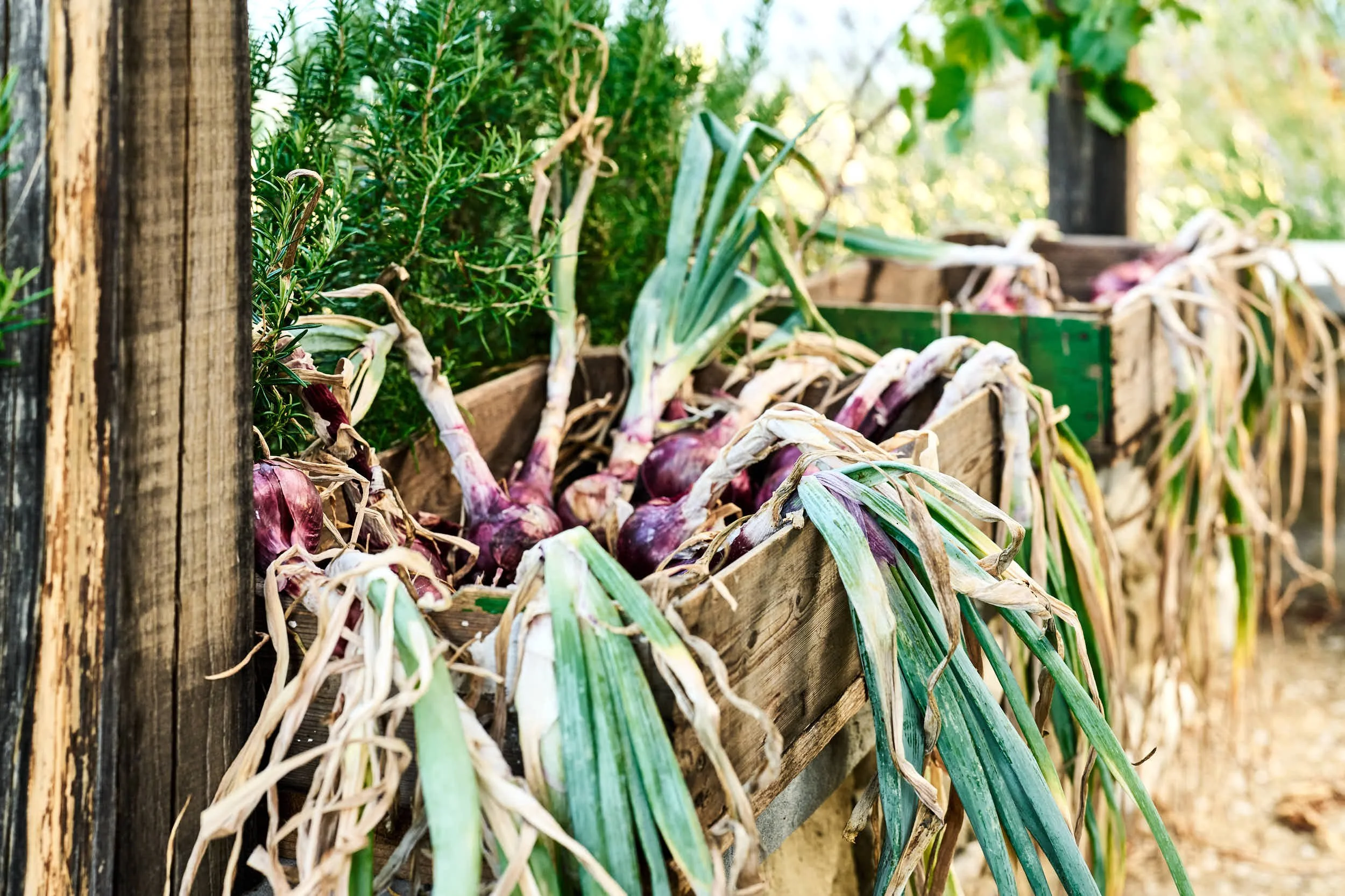 Geräte und Ernten von roten Zwiebeln und grünen Kräutern in einem Holzregal im Freien