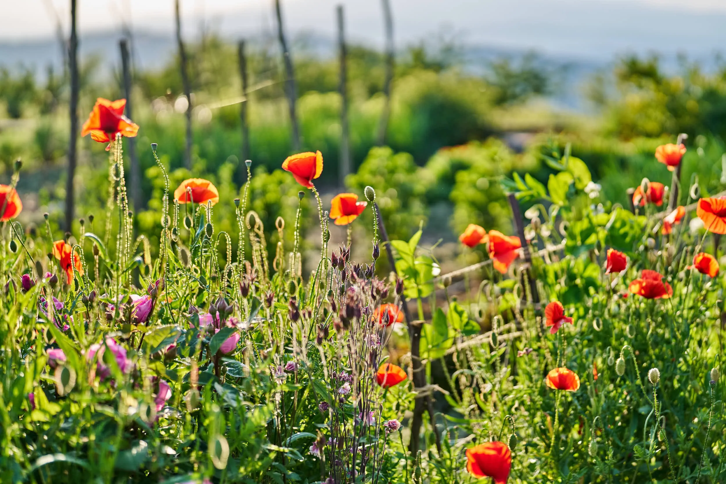 Bunte Wildblumen im Garten mit roten Mohnblumen und grünem Hintergrund bei Sonnenlicht.