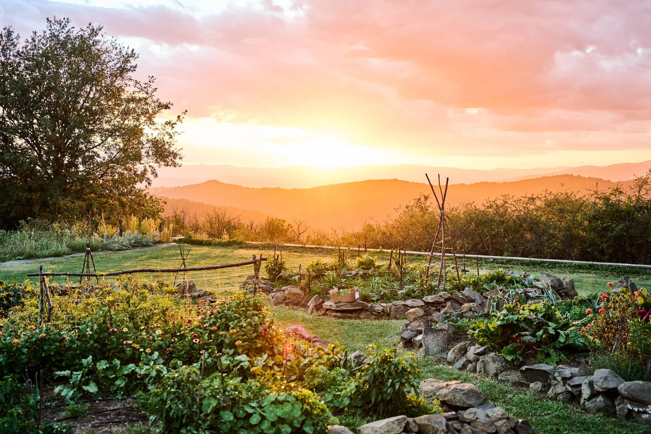 Sonnenuntergang über einem Gemüsegarten mit gestäbten Pflanzen und einem Stein-Umfriedung, umgeben von Bäumen und Hügeln im Hintergrund.