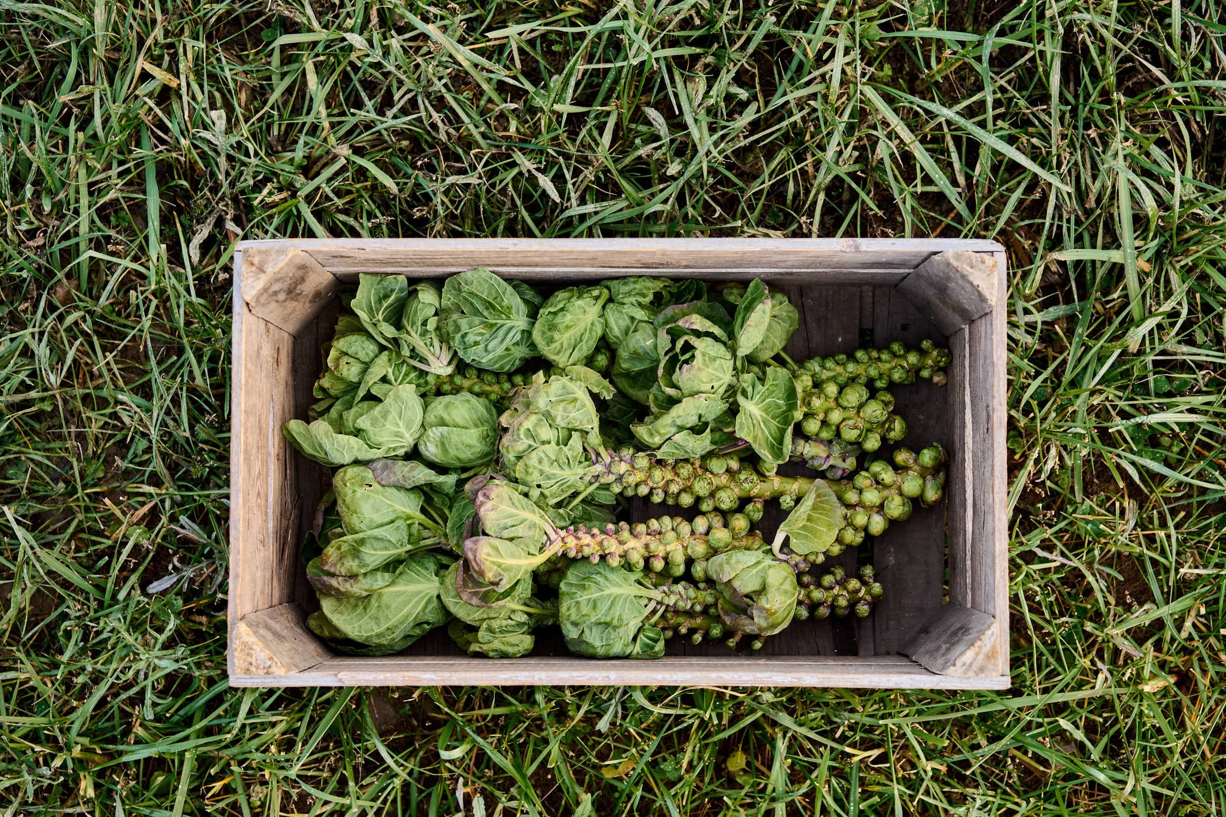 Eine Holzkiste mit frisch geernteten Grünkohlsorten, umgeben von grüner Wiese.
