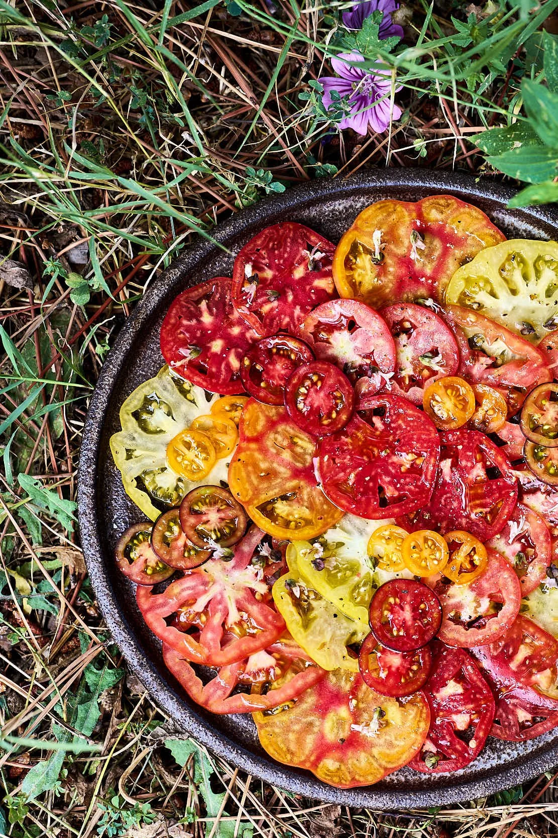 Verschiedene bunte Tomatenscheiben auf einem schwarzen Teller im Freien, umgeben von Gras und kleinen Pflanzen.