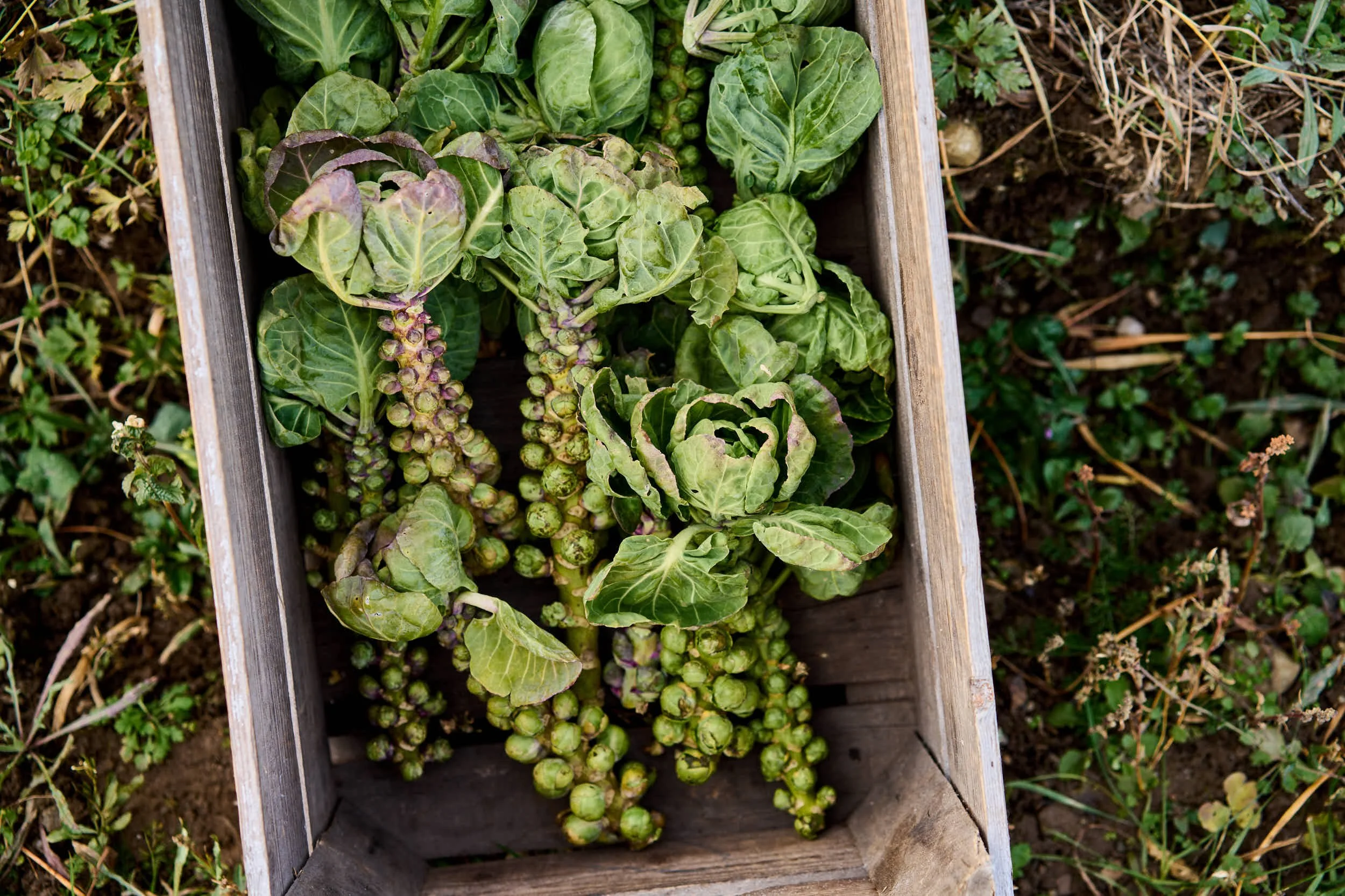 Frische Stängel von Brokkoli und Kohlrabi in einer Holzbox auf der Erde im Garten