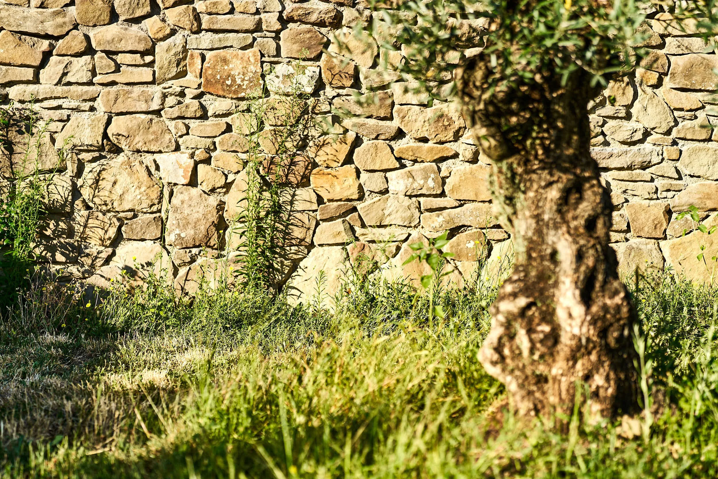 slow-farm-days-oliva-olivenhain.jpg