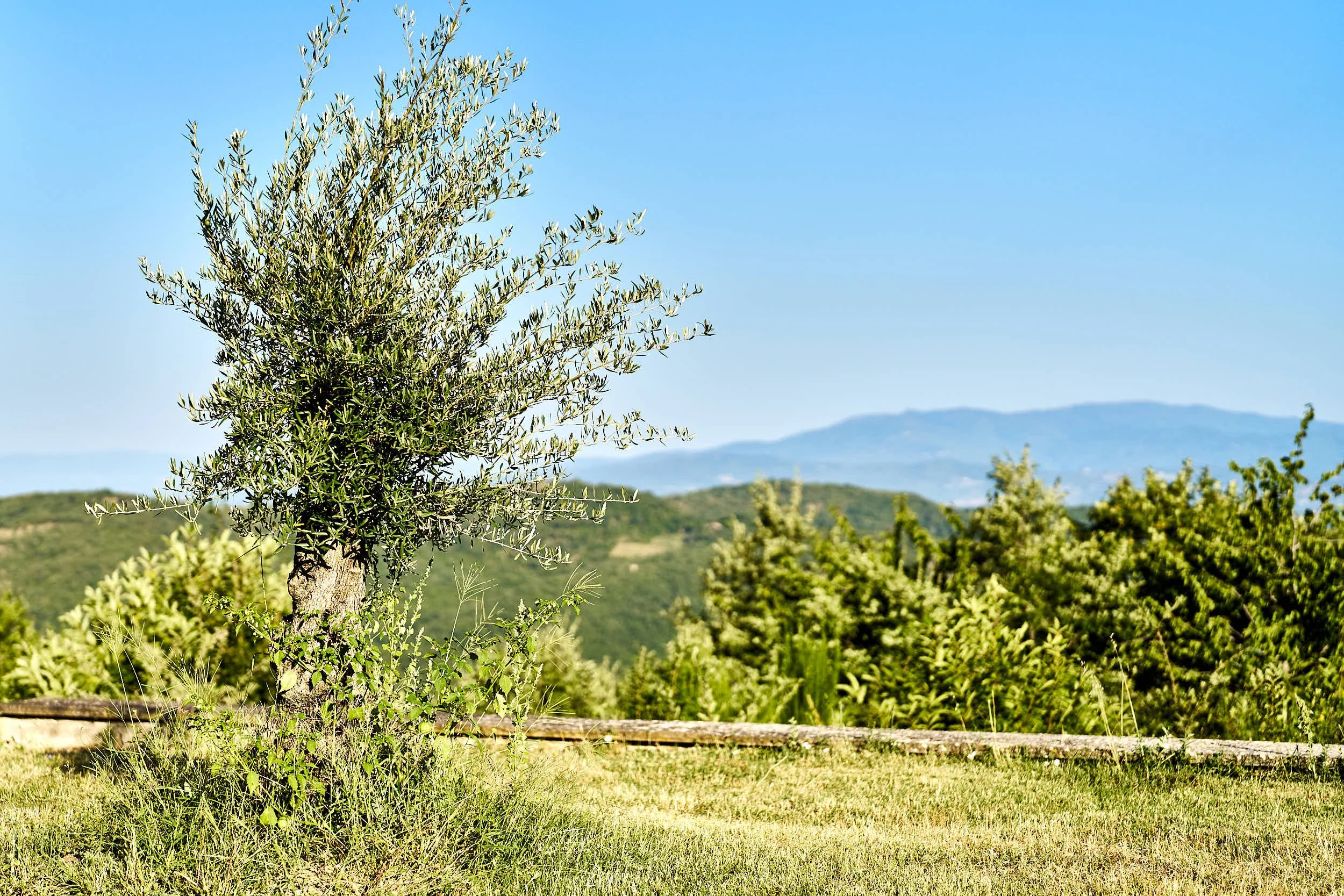 slow-farm-days-oliva-olive.jpg