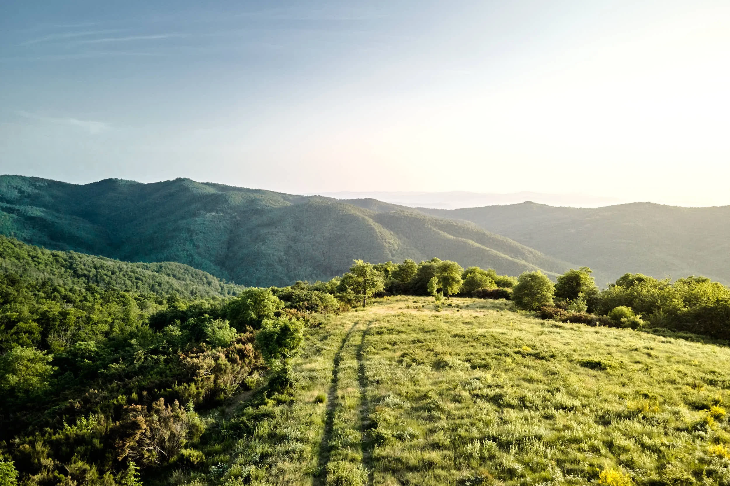 Hügel mit grasgrünem Feld und Bäumen im Vordergrund, im Hintergrund sanfte Hügel und Berge bei Sonnenaufgang oder Sonnenuntergang.