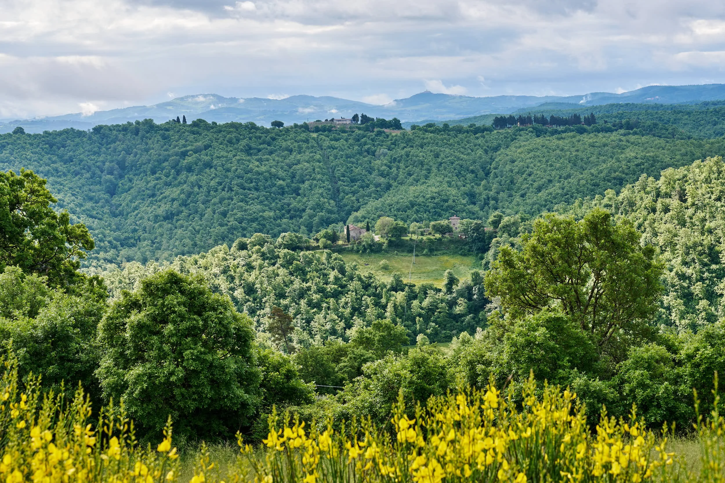 Eine grüne Hügel- und Waldlandschaft mit gelben Blumen im Vordergrund, einigen Gebäuden auf den Hügeln und Bergen im Hintergrund.