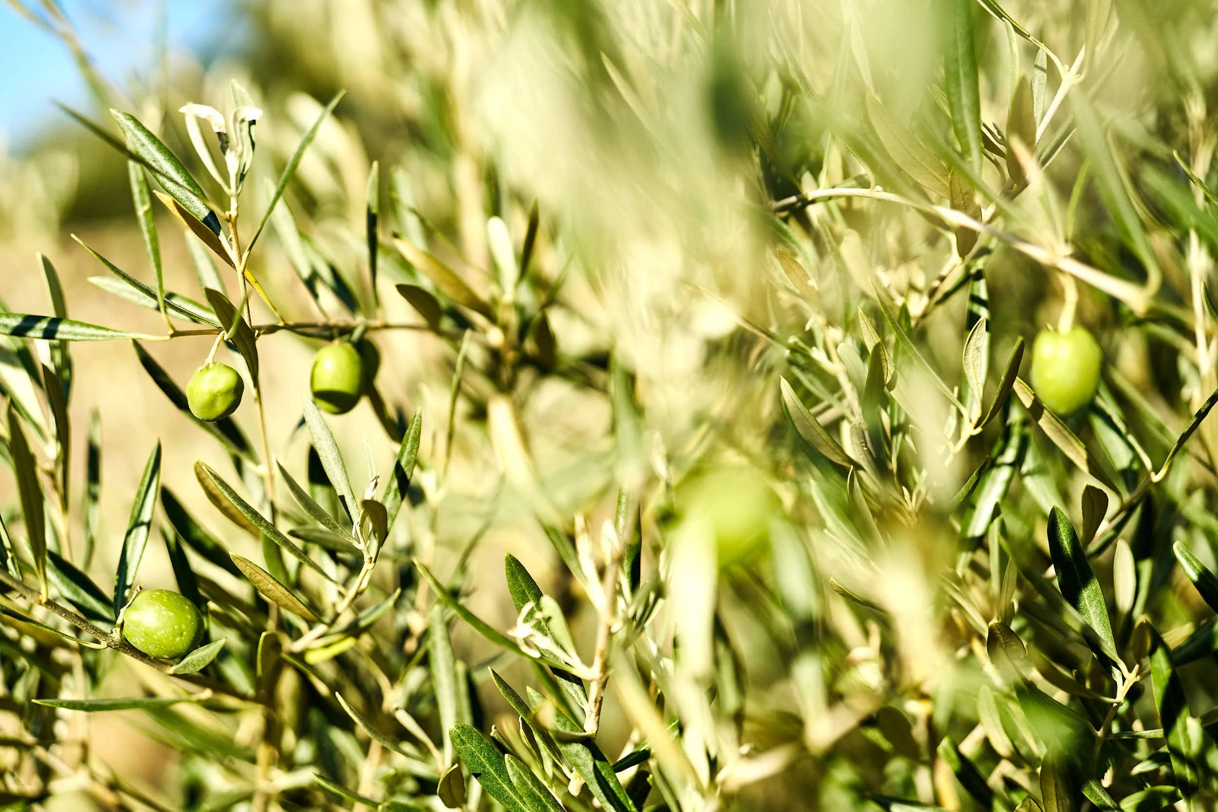 slow-farm-days-oliva-oliven.jpg
