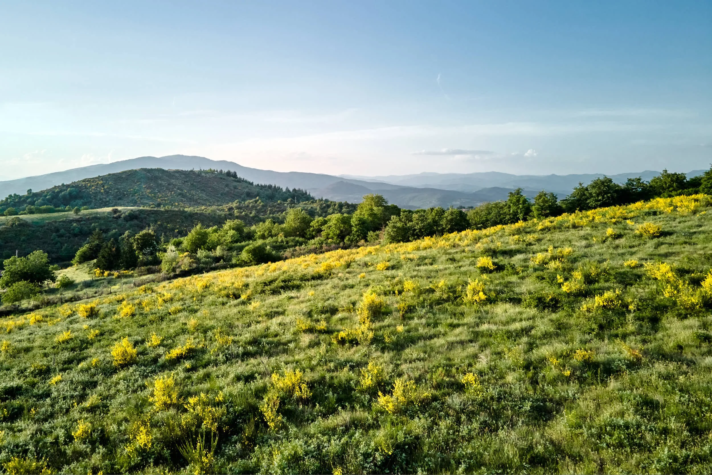 Blick auf eine grüne Hügel- und Berglandschaft bei Sonnenaufgang mit gelbblühendem Gras und Bäumen