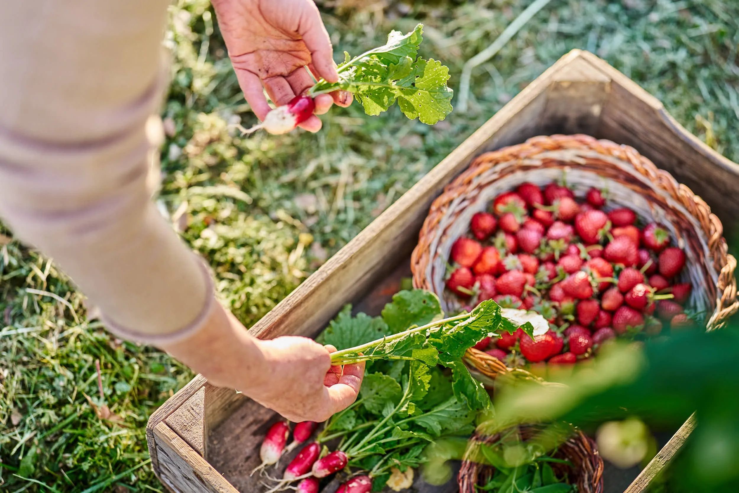 Person pflückt rote Radieschen mit grünen Blättern aus einem Gartenkorb, der bereits viele Radieschen enthält, im Freien auf grünem Gras.