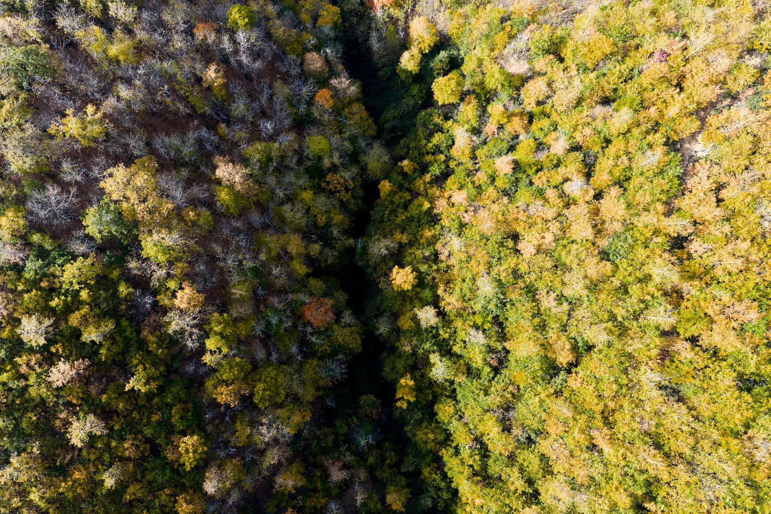 Luftaufnahme eines dichten Waldes im Herbst mit bunten Laubbäumen, teils grün, gelb, orange und braun, und einem dunklen schmalen Waldweg in der Mitte.