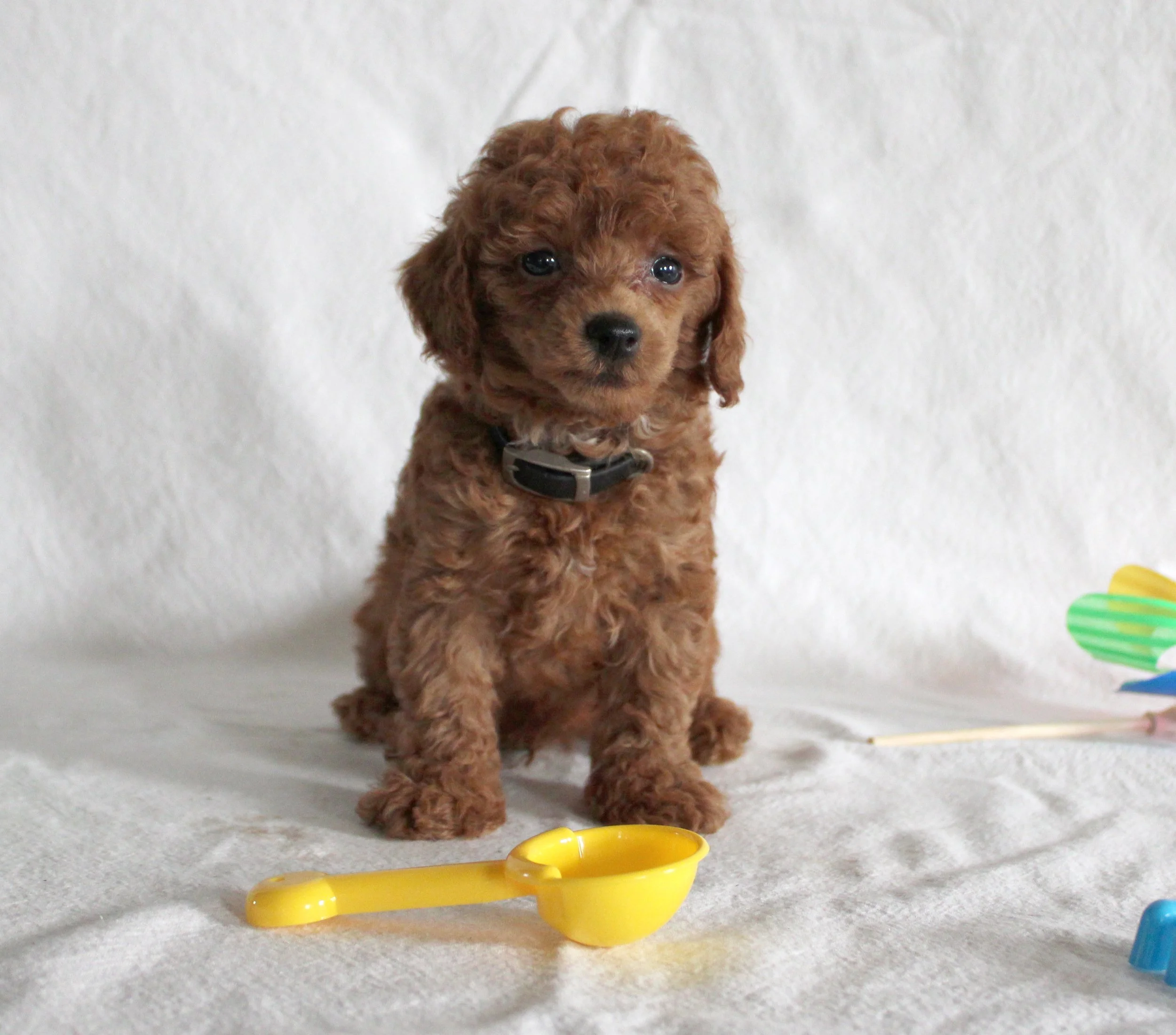 A cute brown curly-haired puppy with blue eyes sitting on a white surface, wearing a collar, with colorful plastic toys in the background.