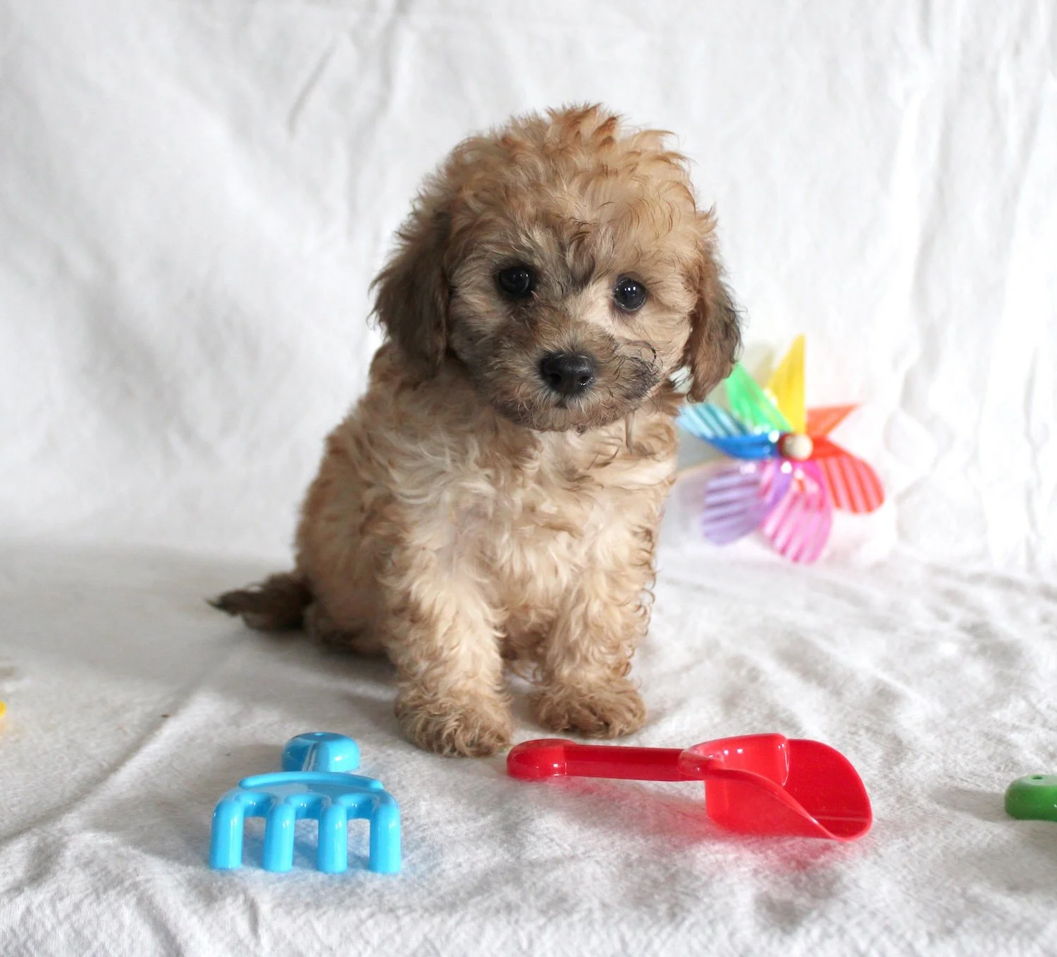 A small, curly-haired puppy with light brown and beige fur sitting on a white cloth surface. There are colorful toys and a pinwheel in the background.
