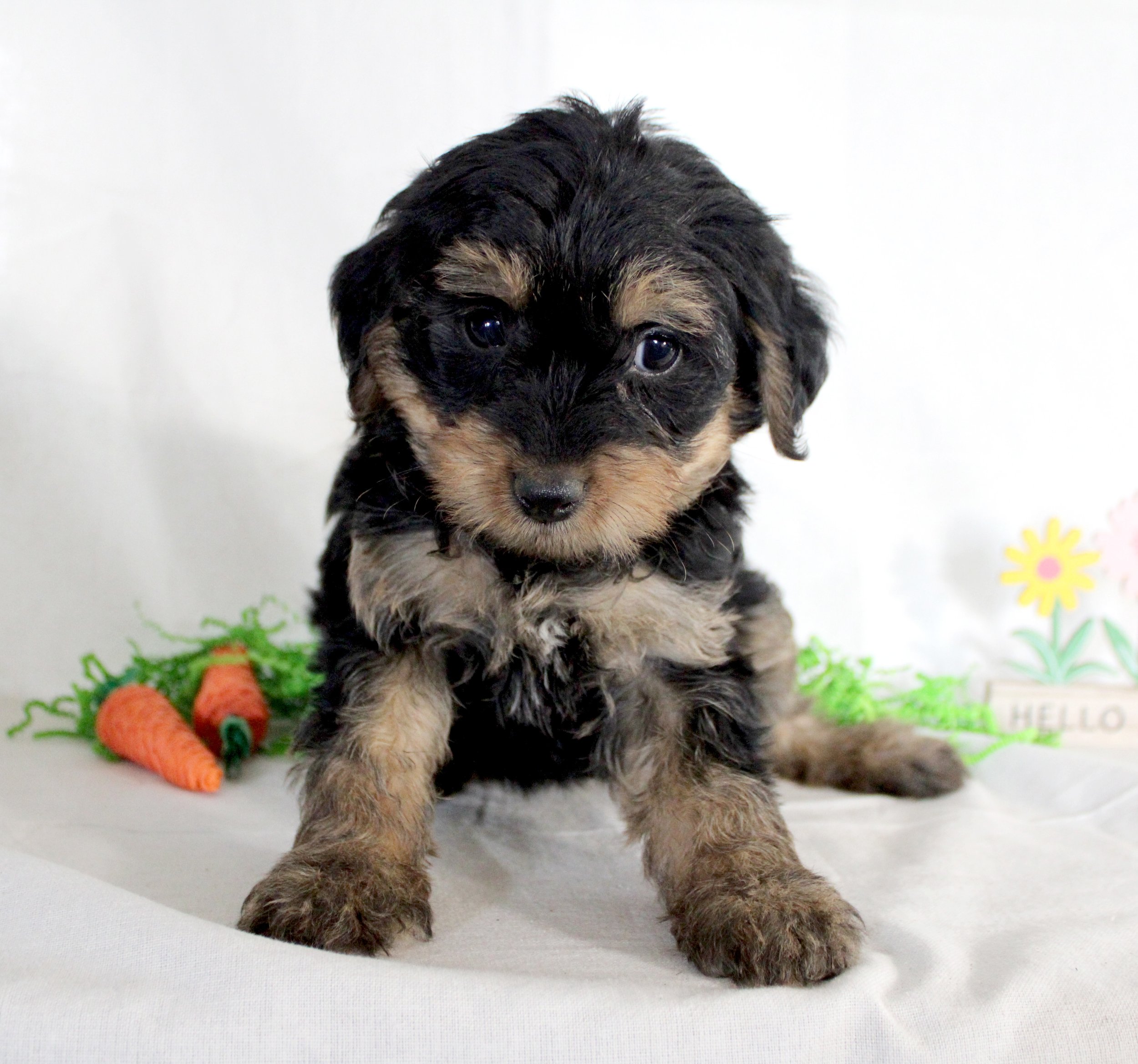 Why Puppy Socialization Starts Before You Bring Your Puppy Home