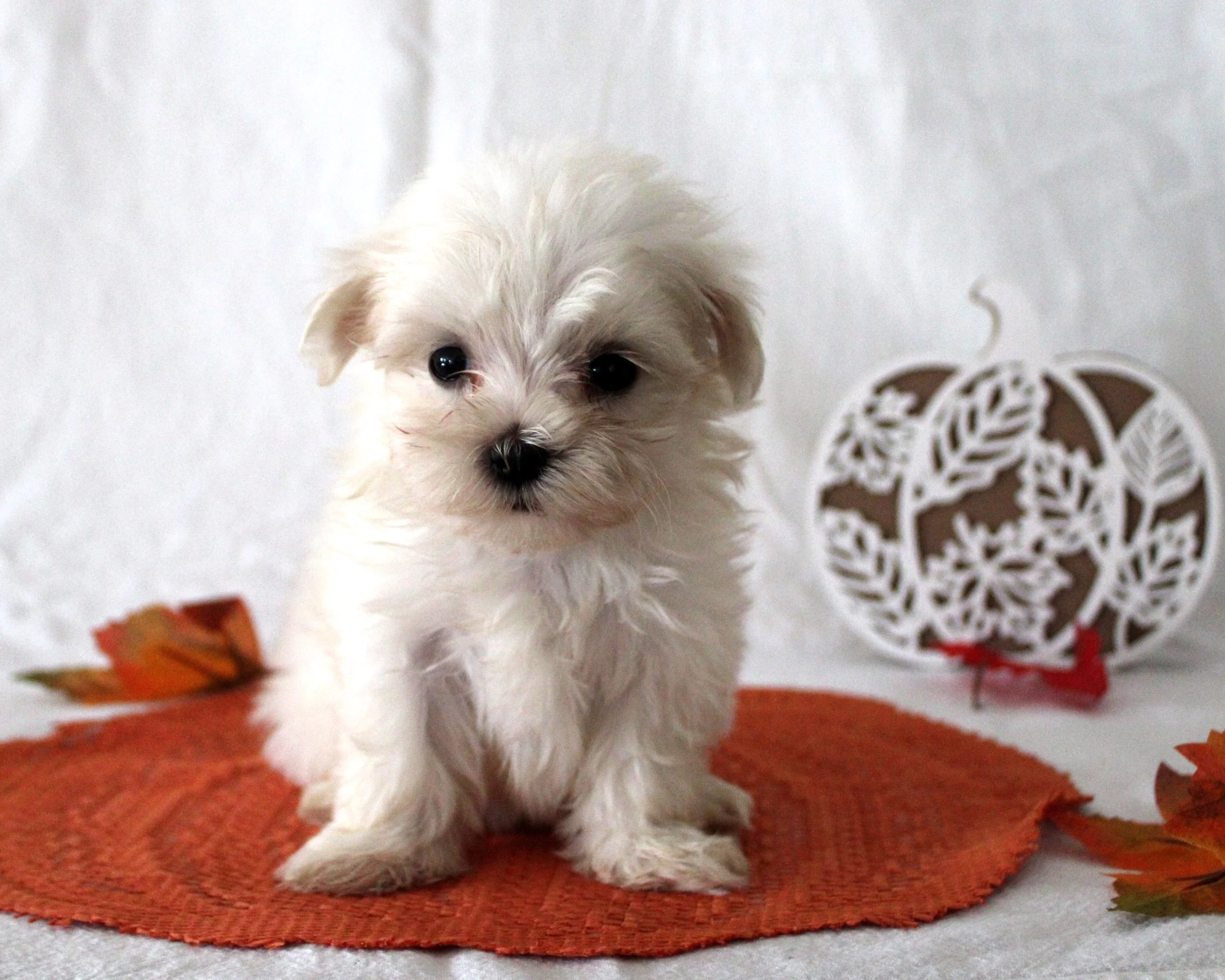 White Maltese puppy sitting on a rust-colored rug with autumn leaves and a white pumpkin decoration