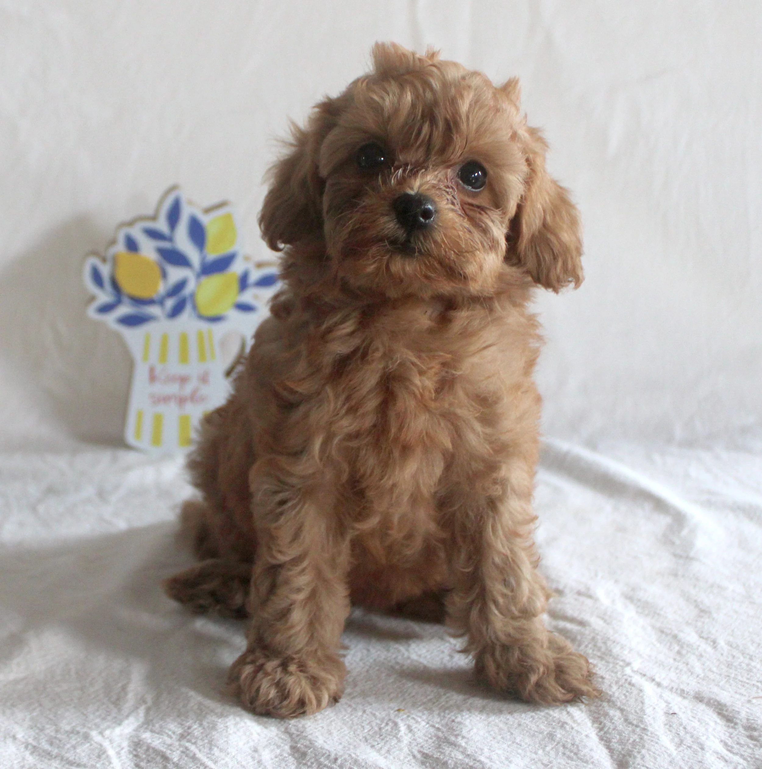 Amy, a small apricot F1b Cavapoo puppy sitting on a white blanket