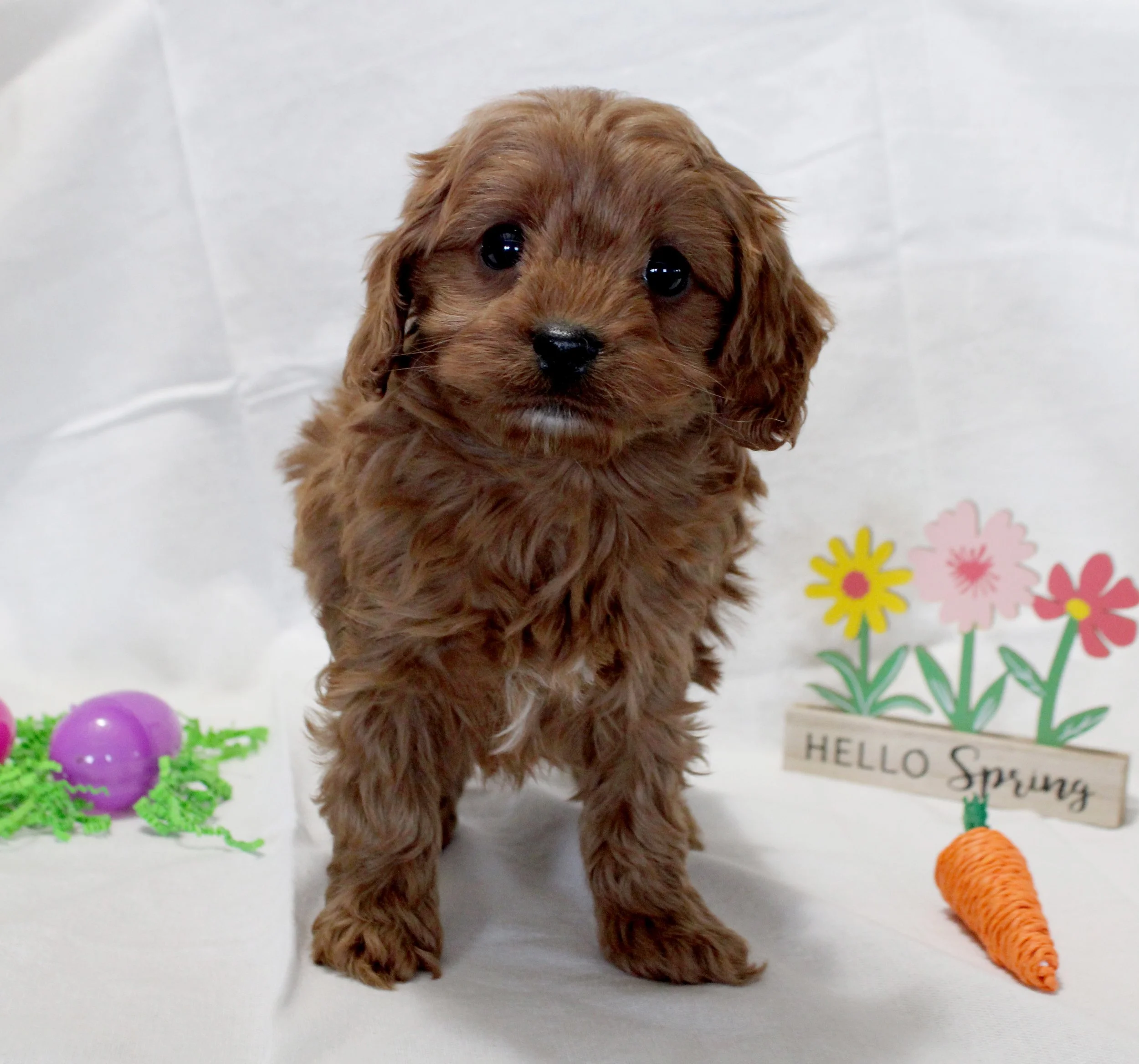 Red Cavapoo puppy Sampson with wavy coat and white chest marking
